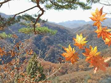 上海浦東新區(qū)最新招聘熱門職位挑戰(zhàn)啟動！